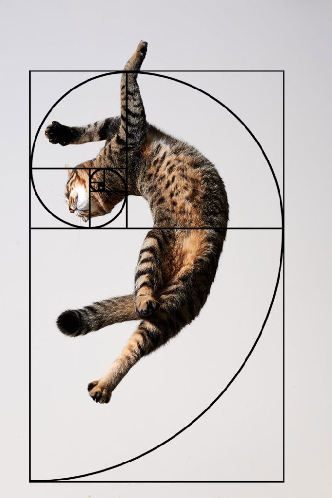 composicion-gatos-secuencia-fibonacci-9